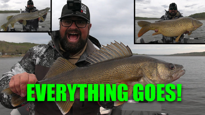Walleye, Carp, and Pike, oh MY!! | Ned Rigs catch EVERTHING!