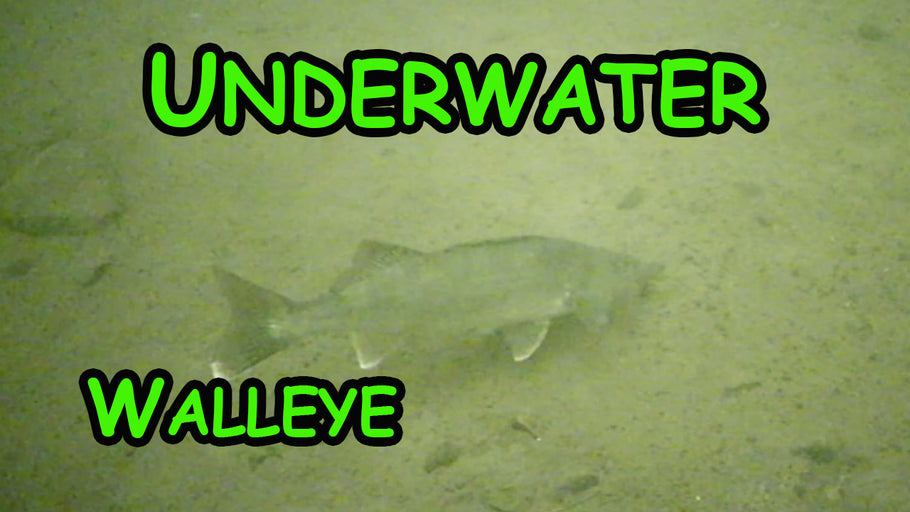 Underwater Camera action for Manitoba Walleye!